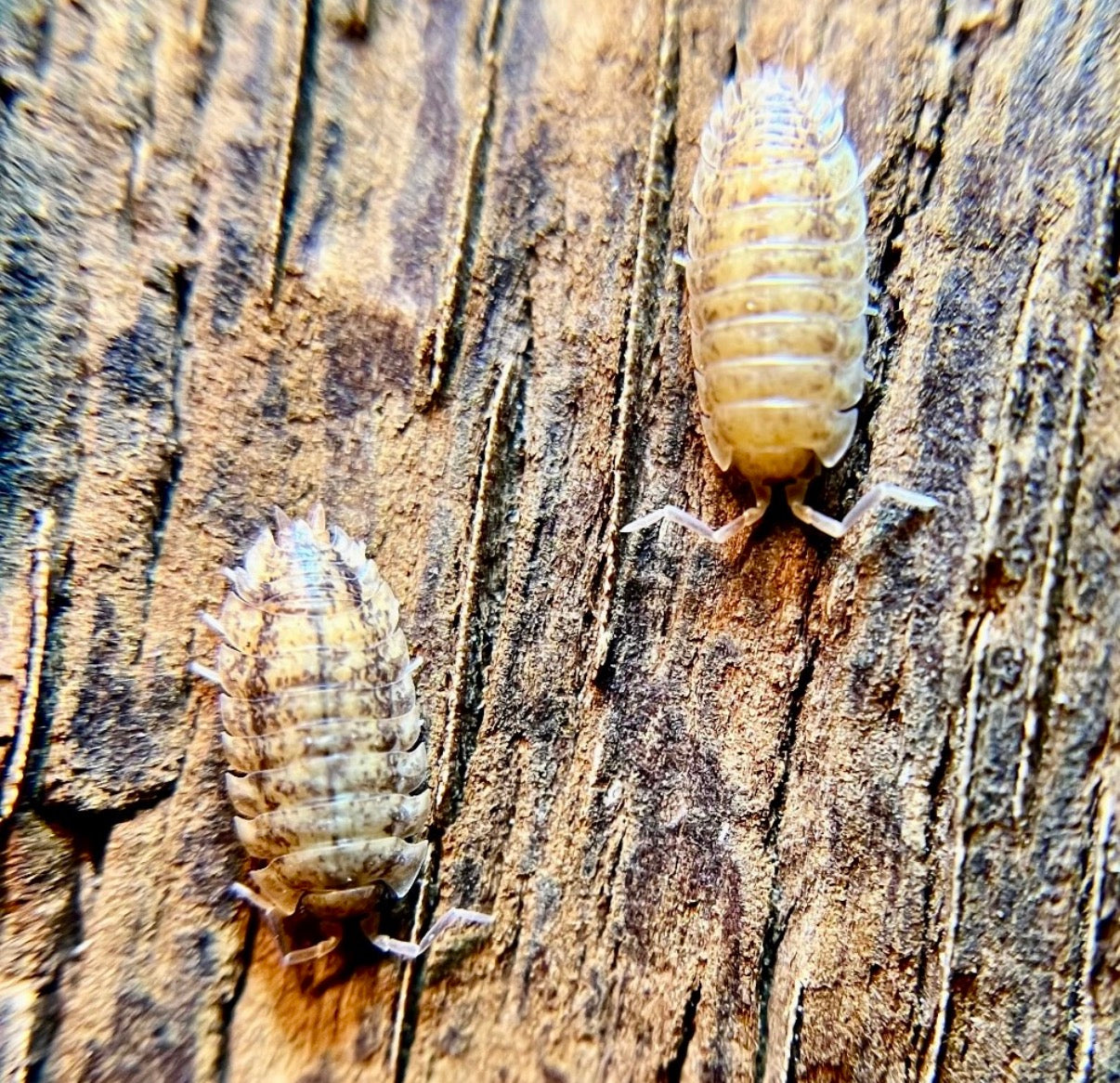 Porcellio scaber “lemonade" isopods (12+ count)