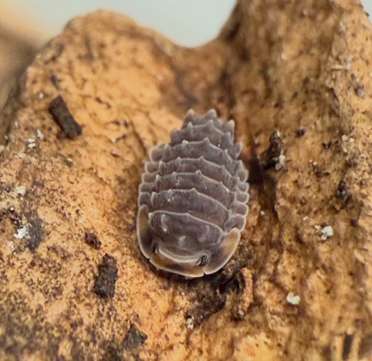 Isopoda Sp. “Shiny Gator”