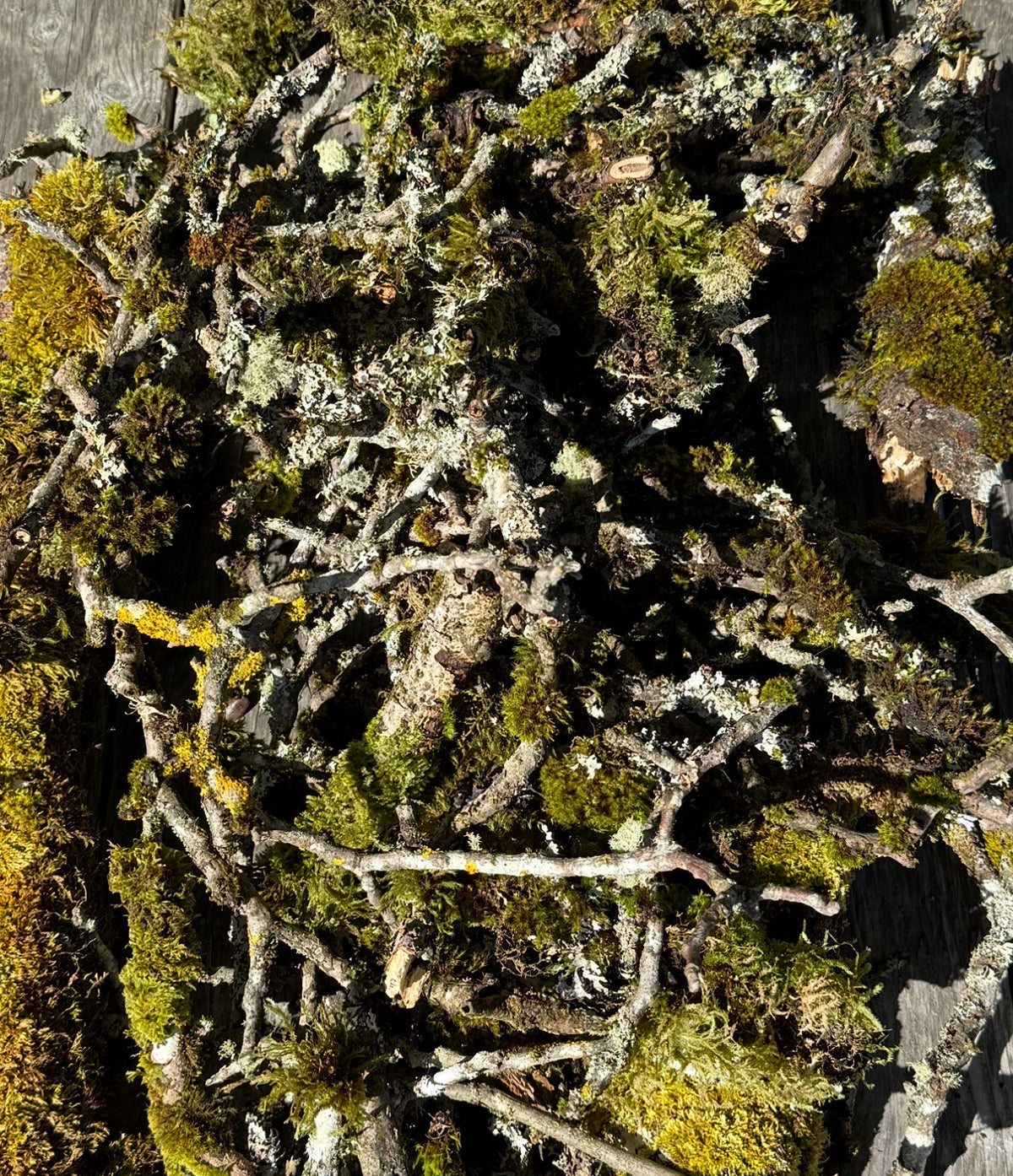 Assorted Moss & Lichen Covered Sticks