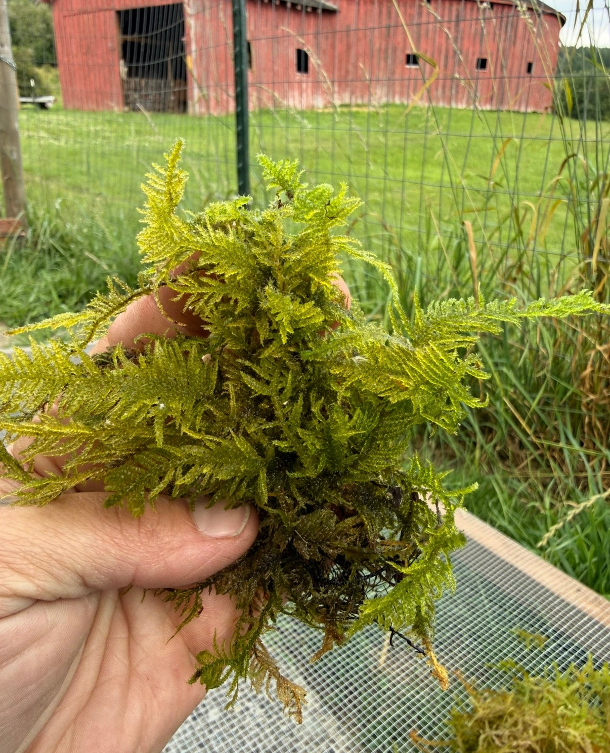 Living Moss with Springtails