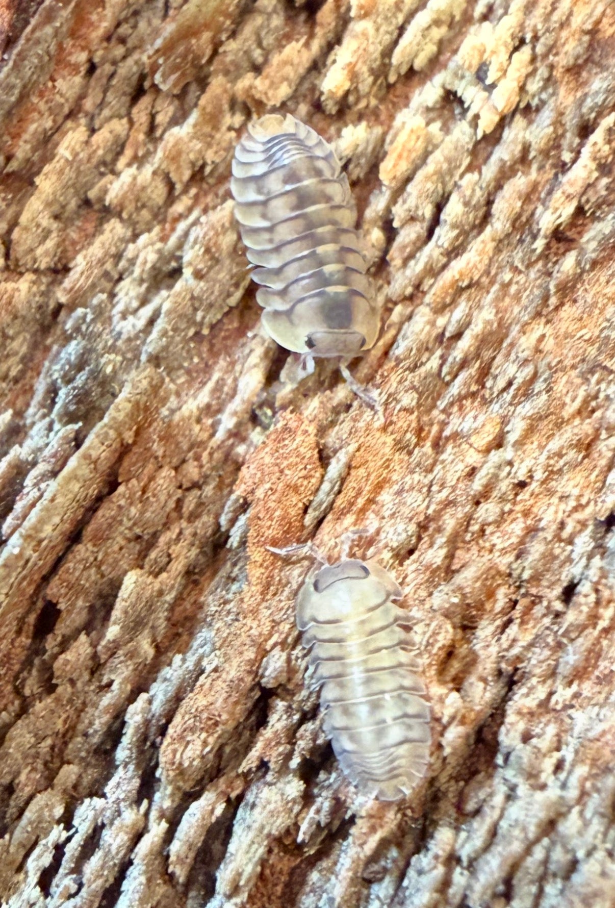 Cubaris. sp. "Yellow Tiger" isopods (10+ count)