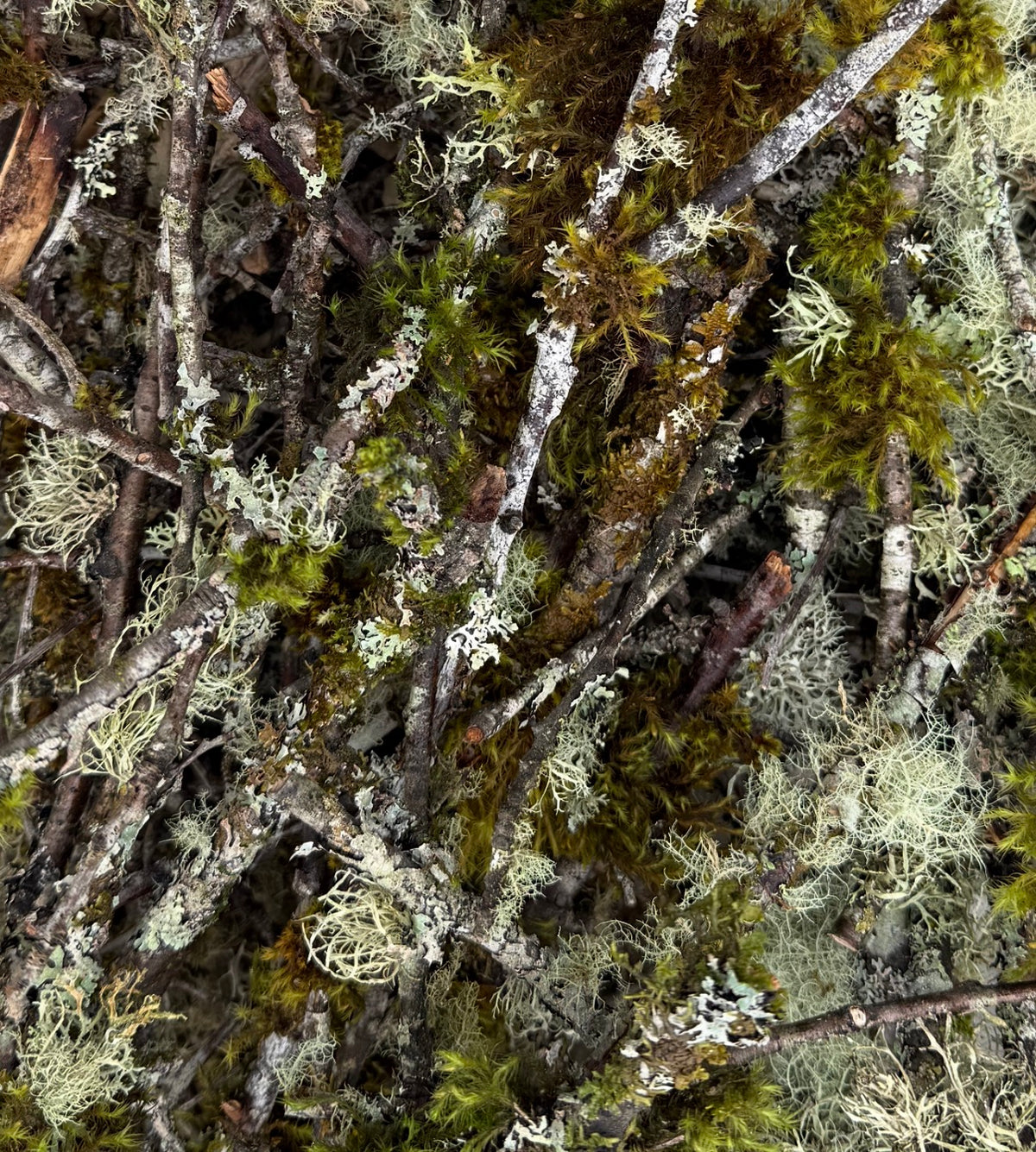 Assorted Moss & Lichen Covered Sticks