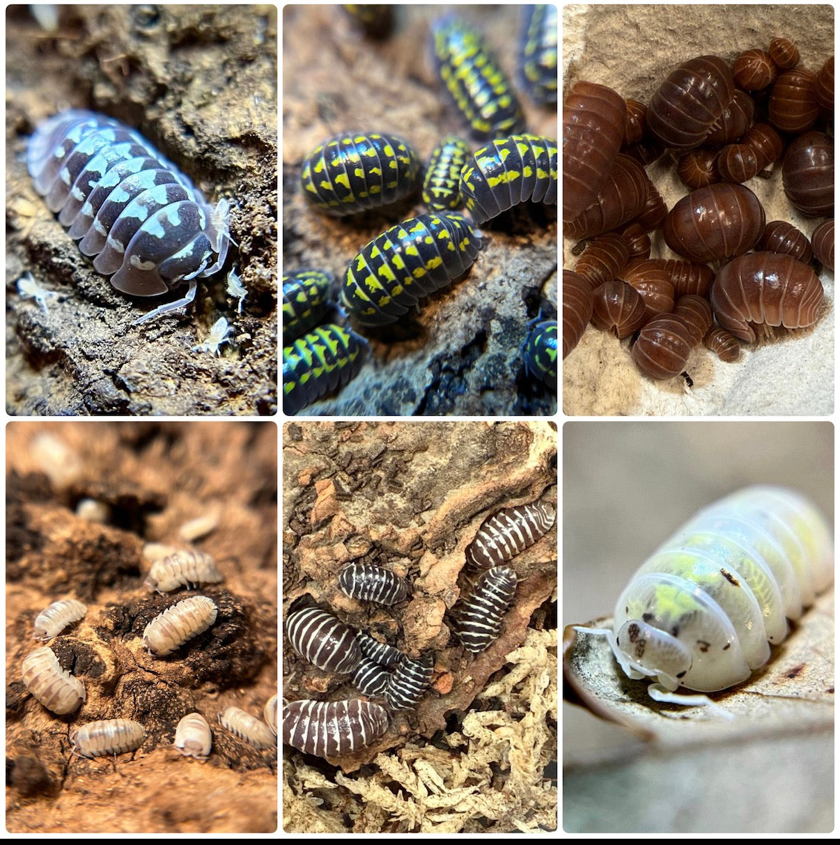 *BUNDLE SALE* Armadilldium Special #2 (gestroi, white zinger, marbelized, chocolate zebra mix, American magic potion, officinalis “orange crush”)