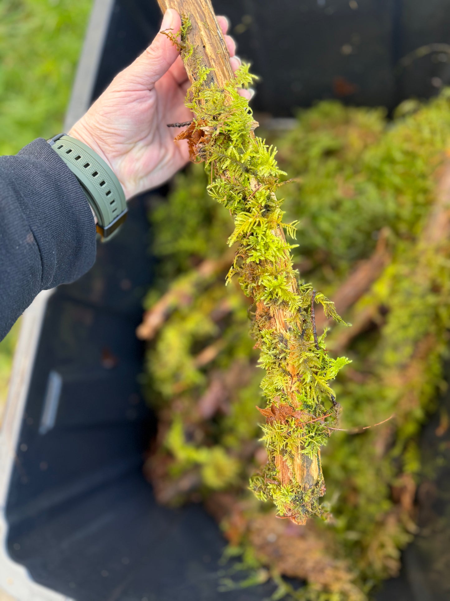 Assorted Moss Covered Sticks