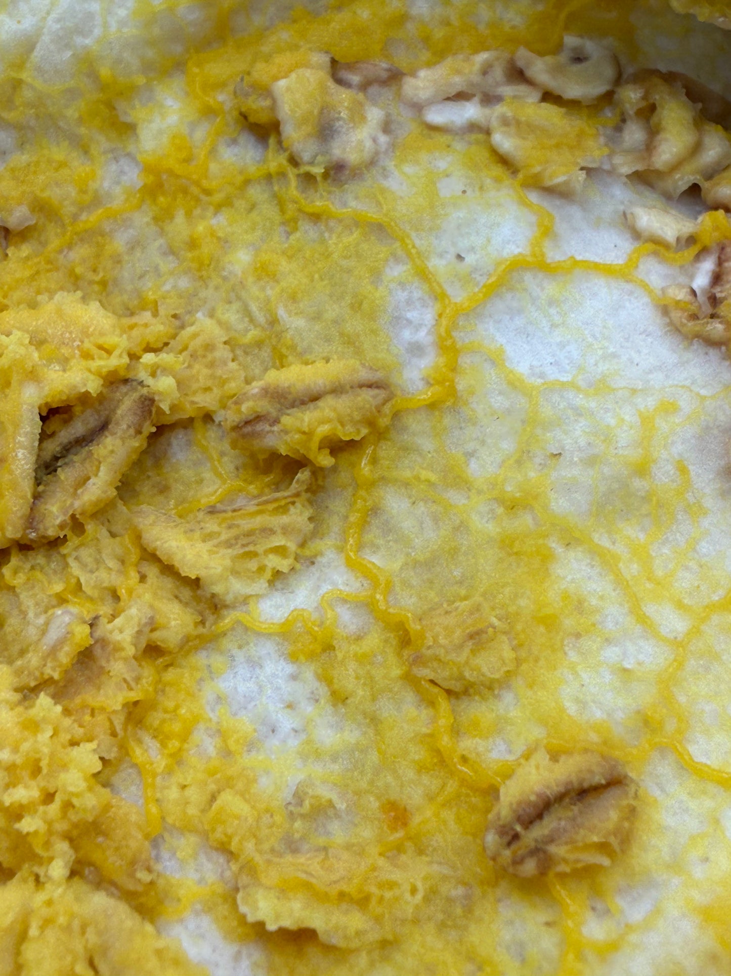 Live Slime Mold (Physarum polycephalum)