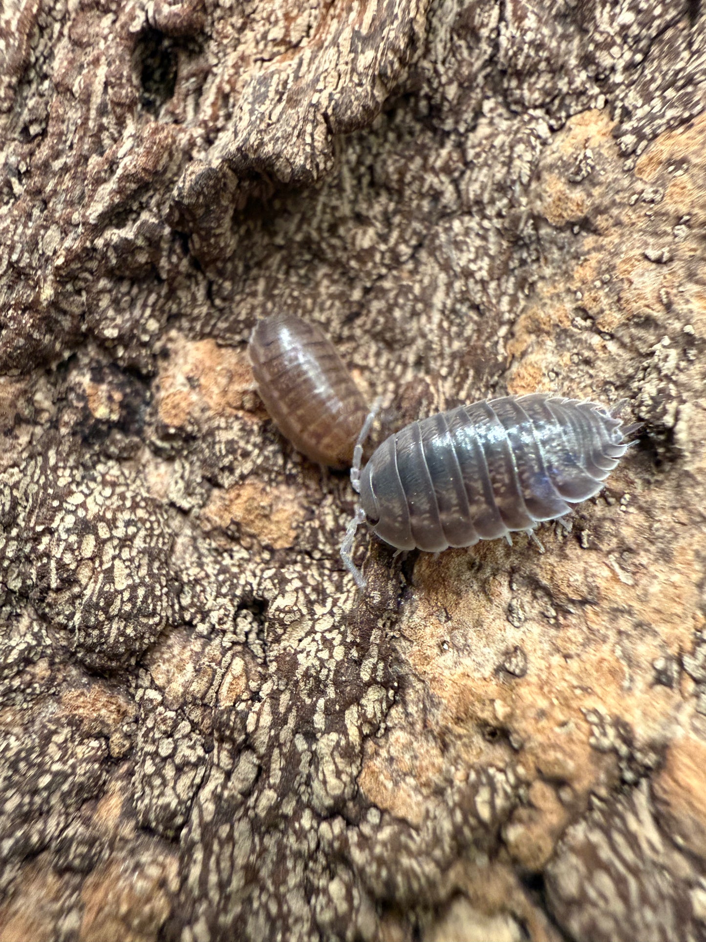 Porcellio laevis "Big Pine Key" isopods AFTER SHOW DEAL