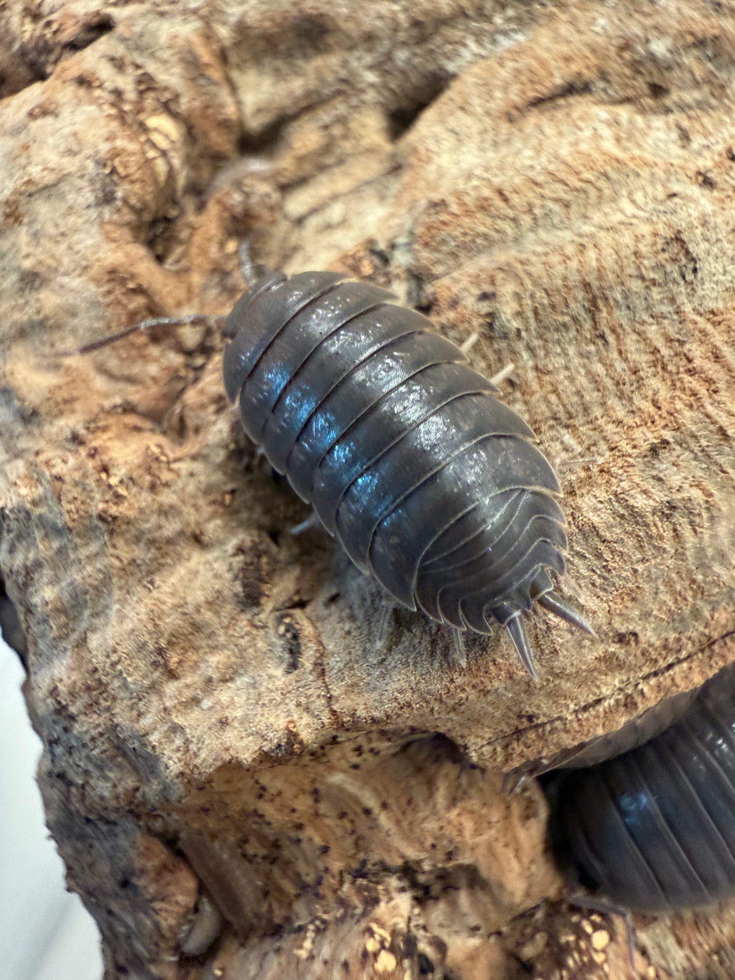 Porcellio laevis "Big Pine Key" isopods AFTER SHOW DEAL