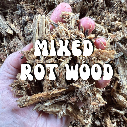 Decaying Rot Wood - Mulched Maple, Alder & Ash