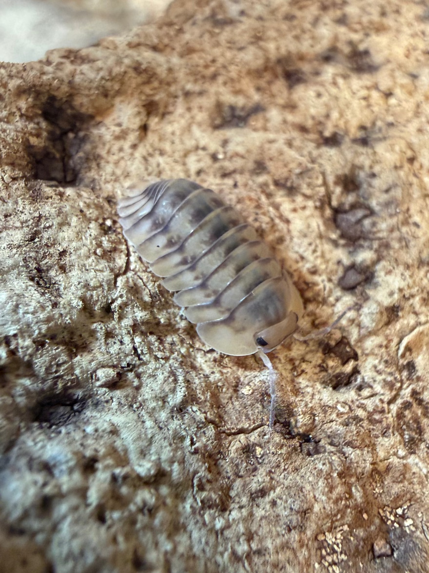 Cubaris. sp. "Yellow Tiger" isopods (10+ count)