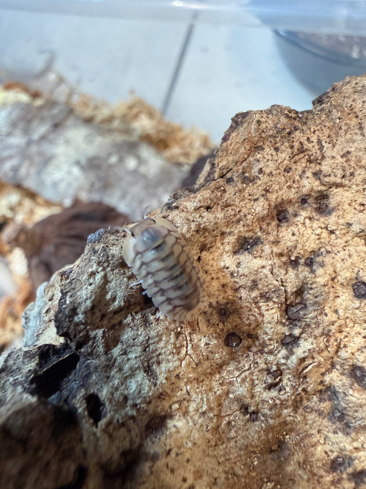 Cubaris. sp. "Yellow Tiger" isopods (10+ count)