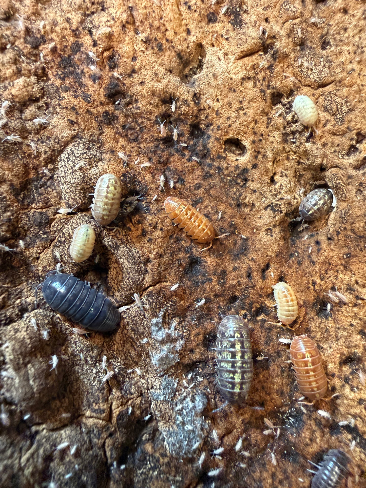 Armadillidium vulgare "gem mix" isopods