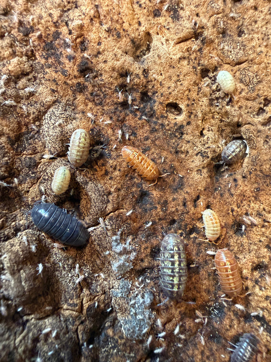 Armadillidium vulgare "gem mix" isopods