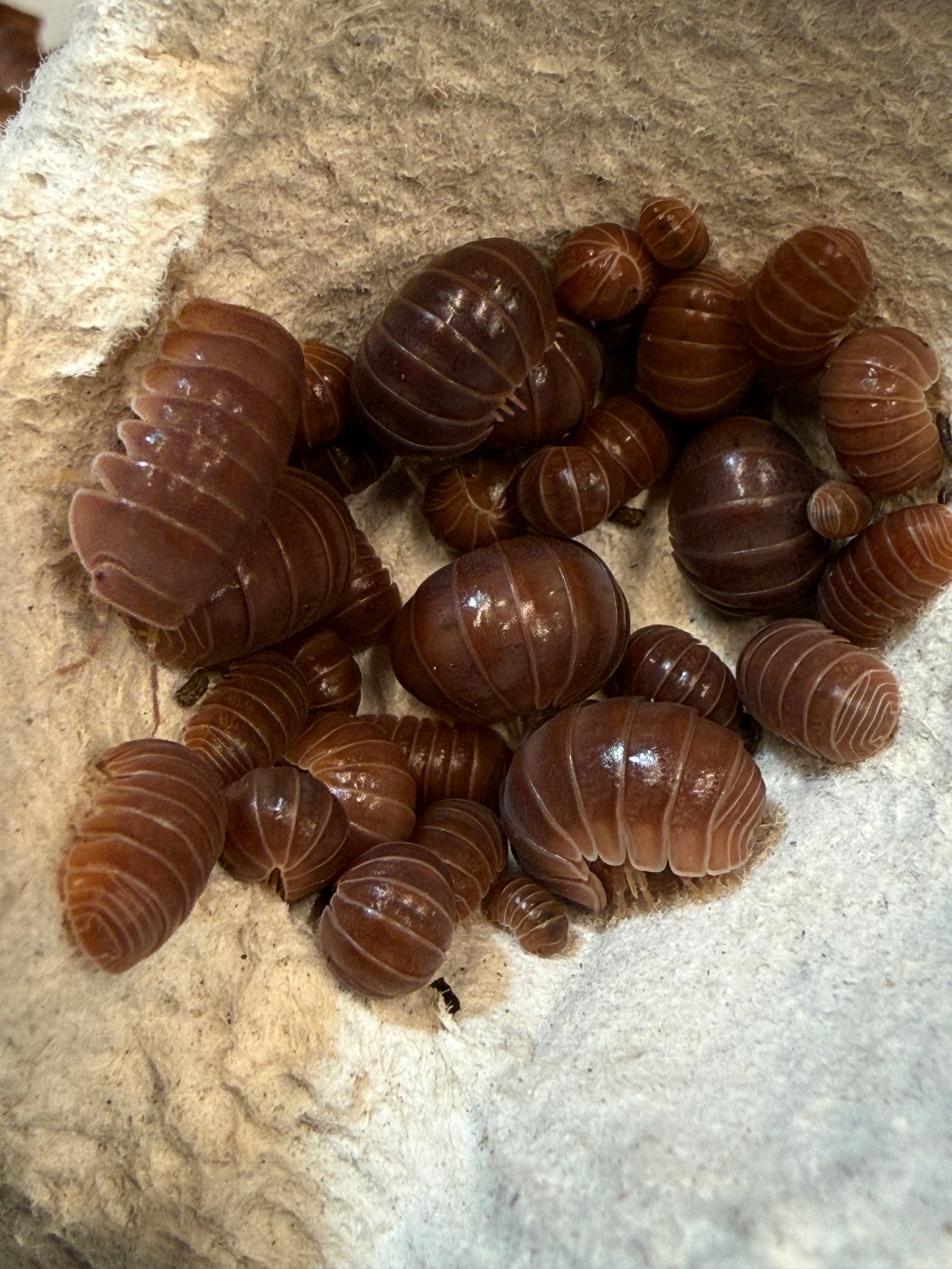 Armadillo officinalis "orange crush" isopods (10+ count)