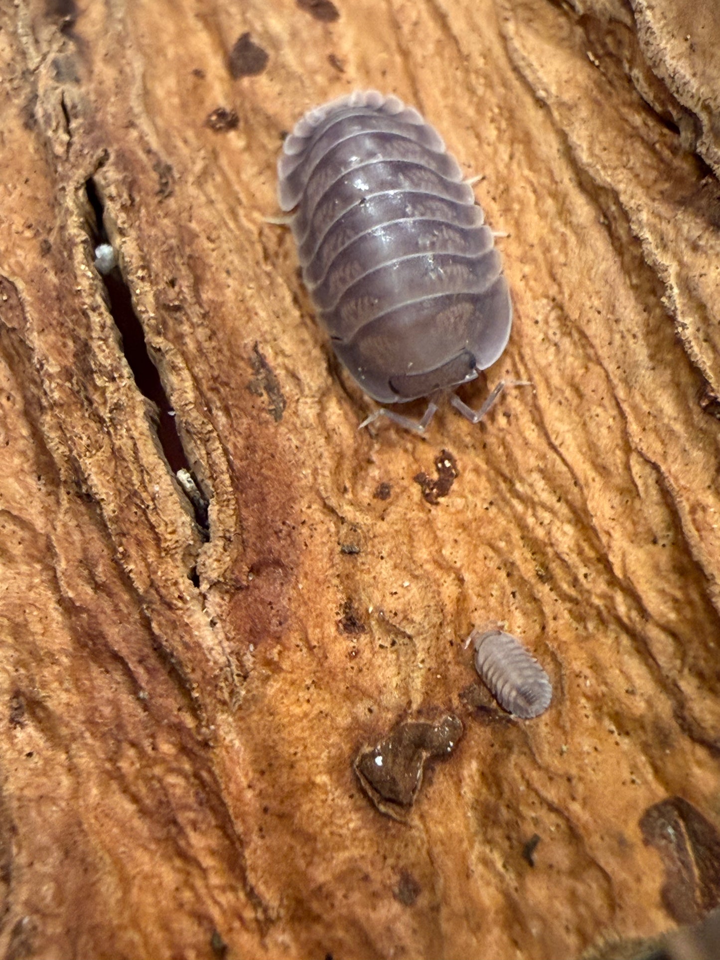 Nesodillo arcangelii "purple ghost" isopods (10+ count)