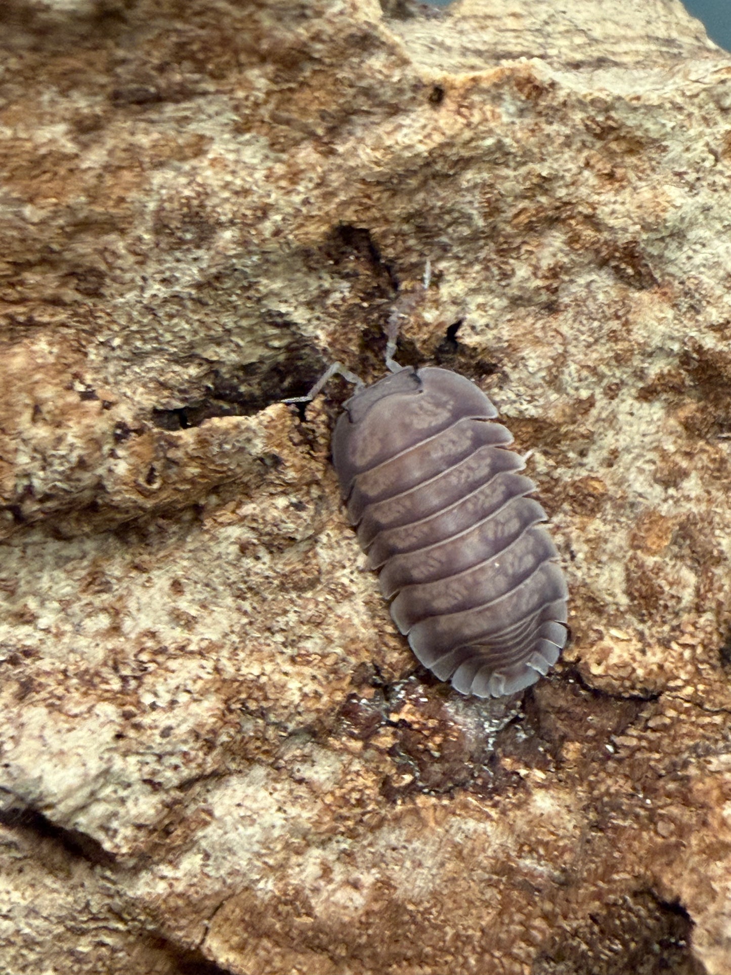 Nesodillo arcangelii "purple ghost" isopods (10+ count)