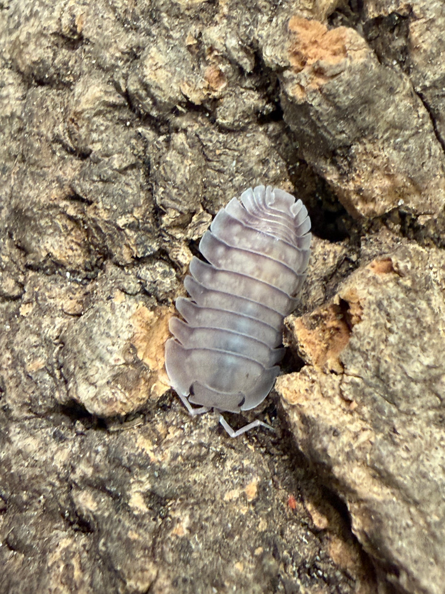 Nesodillo arcangelii "purple ghost" isopods (10+ count)
