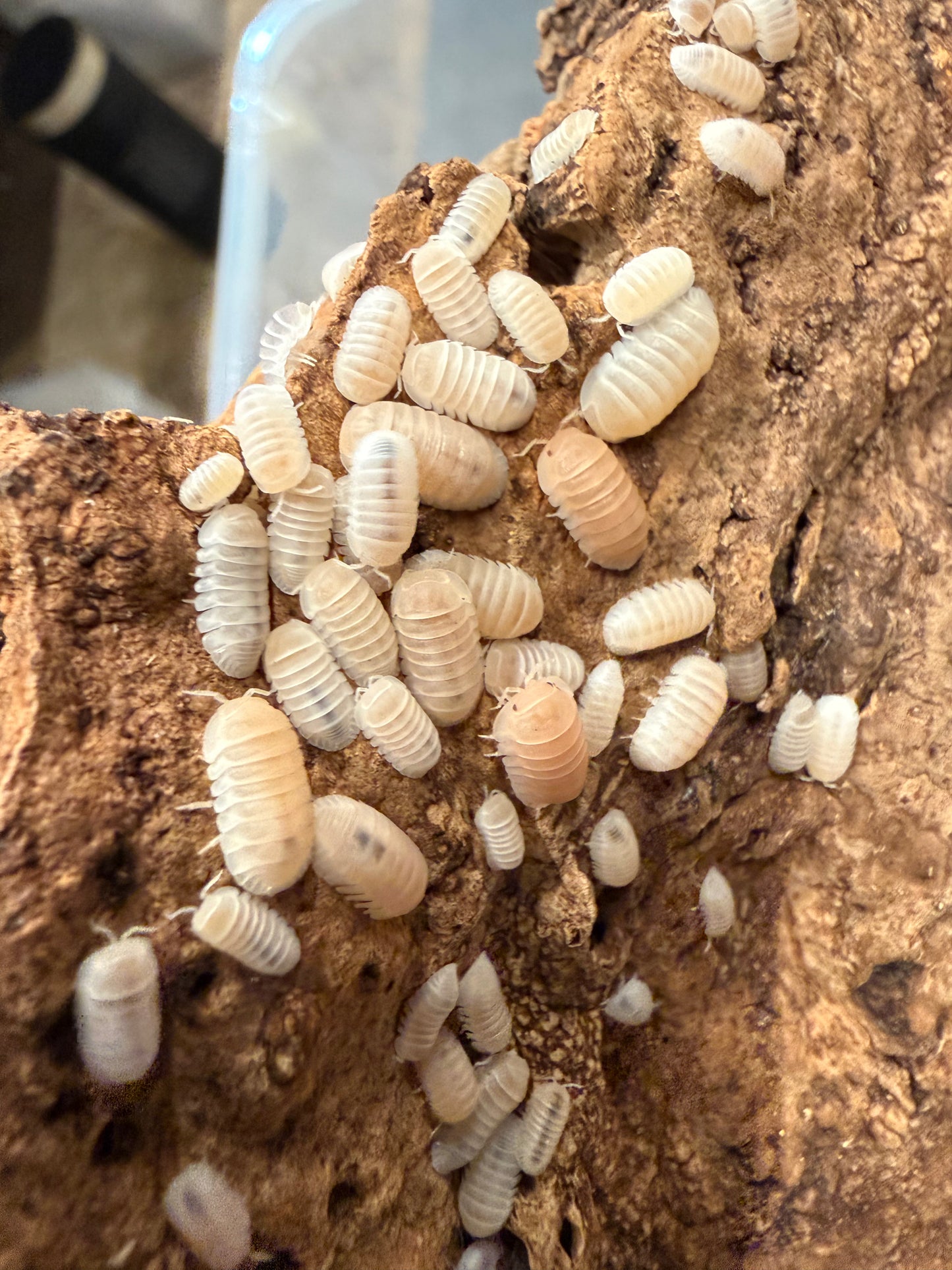 Nesodillo arcangelii "Yeti" isopods (12+ count)