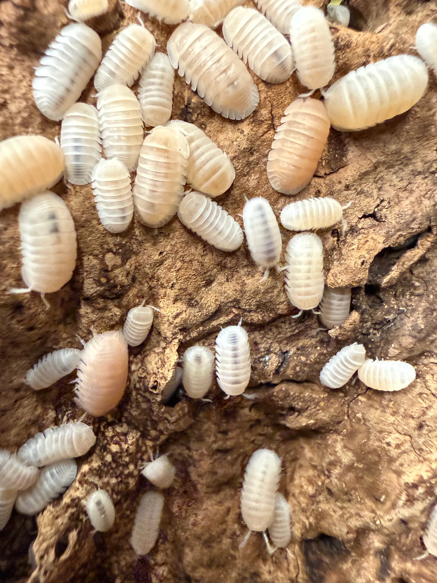 Nesodillo arcangelii "Yeti" isopods (12+ count)