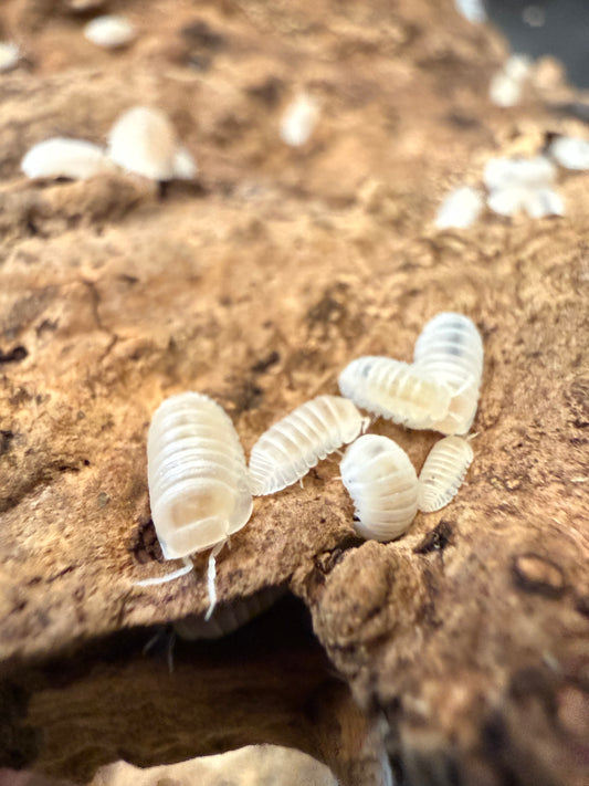 Nesodillo arcangelii "Yeti" isopods (12+ count)
