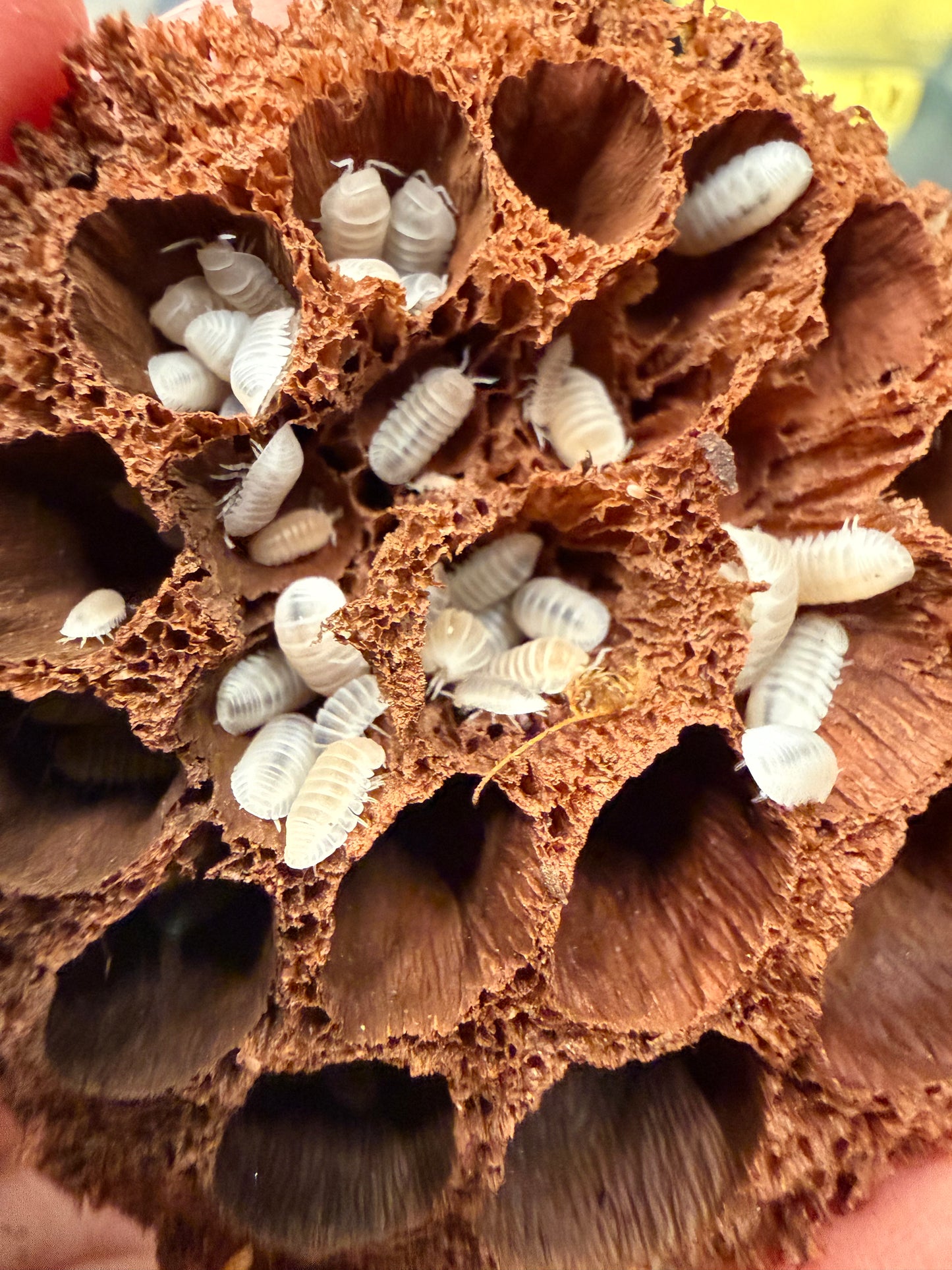 Nesodillo arcangelii "Yeti" isopods (12+ count)