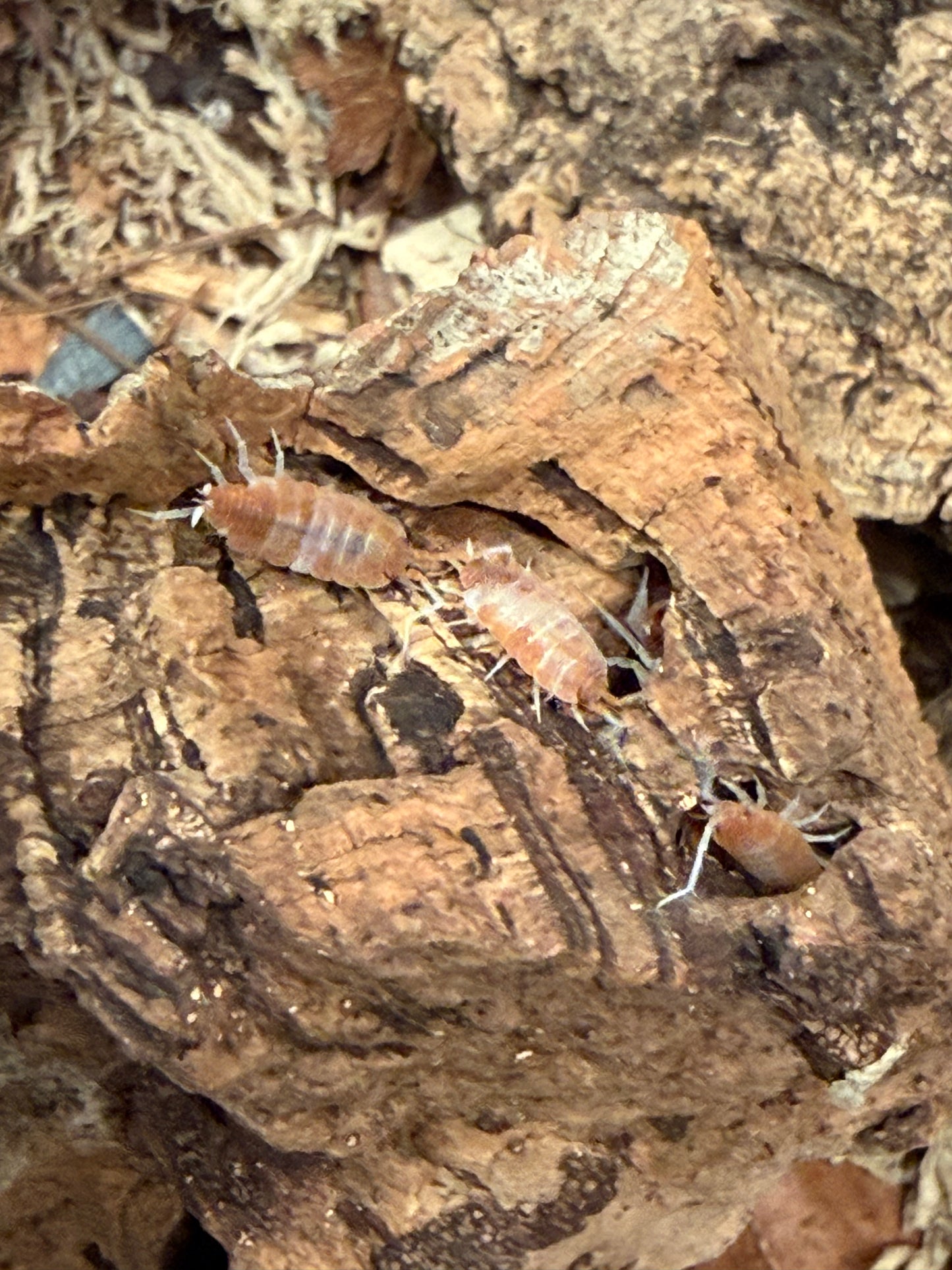 Porcellionides pruinosus “red koi" isopods AFTER SHOW DEAL