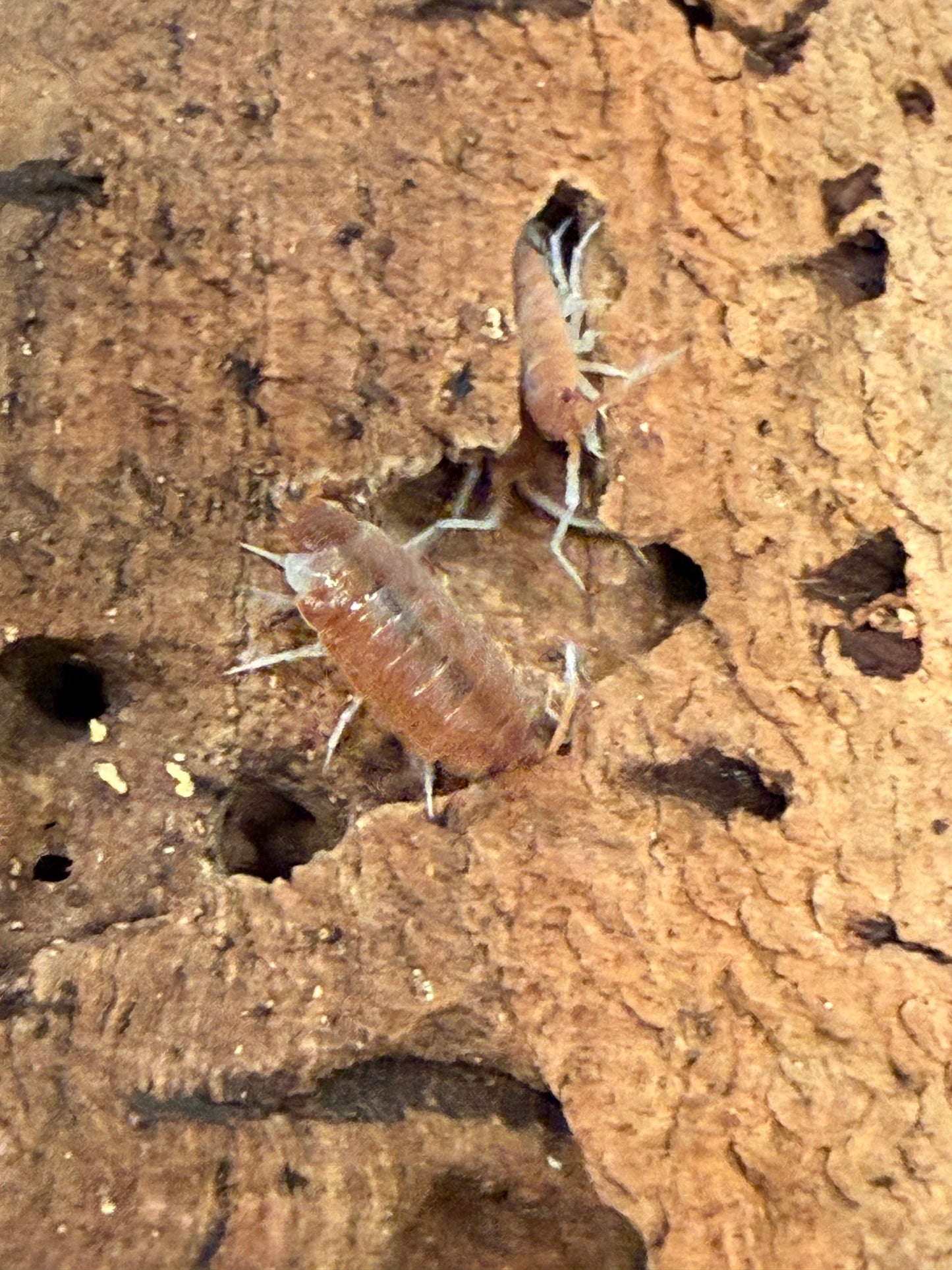 Porcellionides pruinosus “red koi" isopods AFTER SHOW DEAL