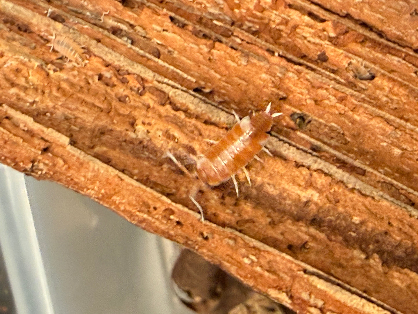 Porcellionides pruinosus “red koi" isopods AFTER SHOW DEAL