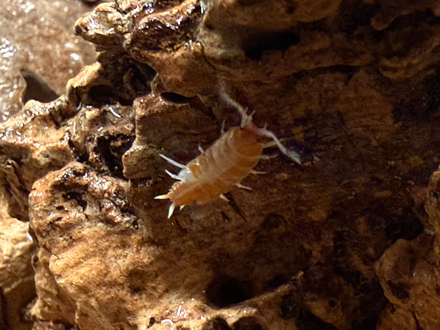 Porcellionides pruinosus “red koi" isopods AFTER SHOW DEAL