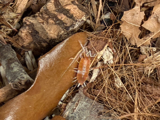 Porcellionides pruinosus “red koi" isopods (12+ count)