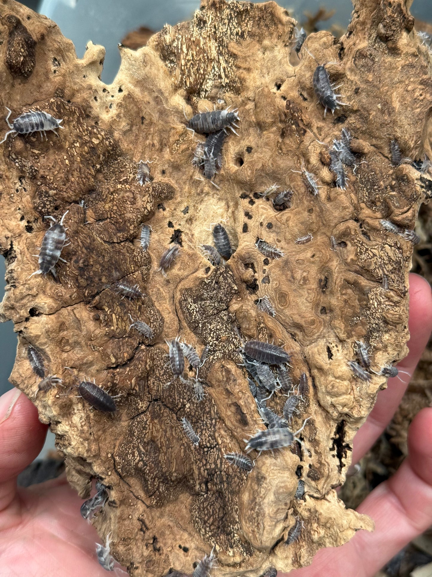 Porcellionides pruinosus “oreo crumble” isopods (12+ count)