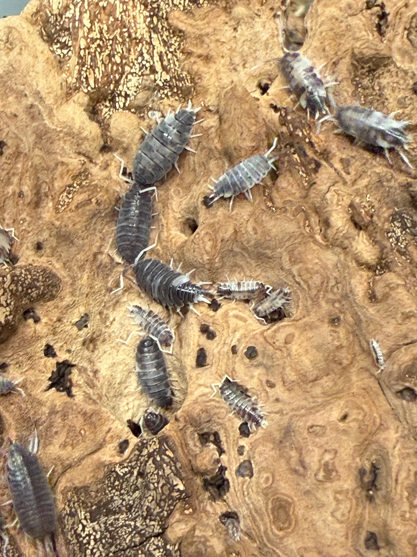 Porcellionides pruinosus “oreo crumble” isopods (12+ count)