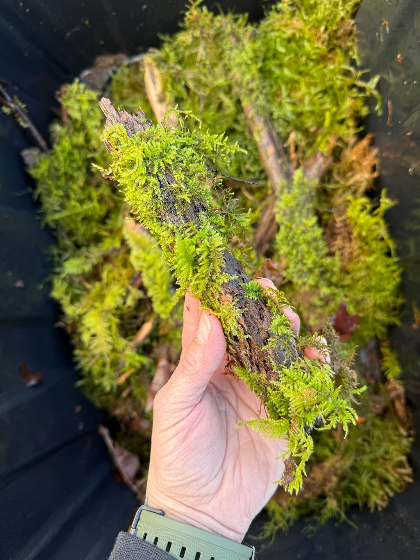 Assorted Moss Covered Sticks