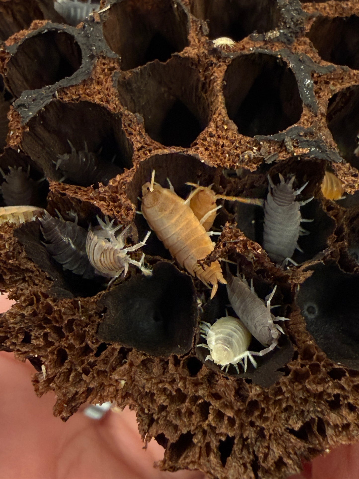 Porcellionides pruinosus “party mix” isopods
