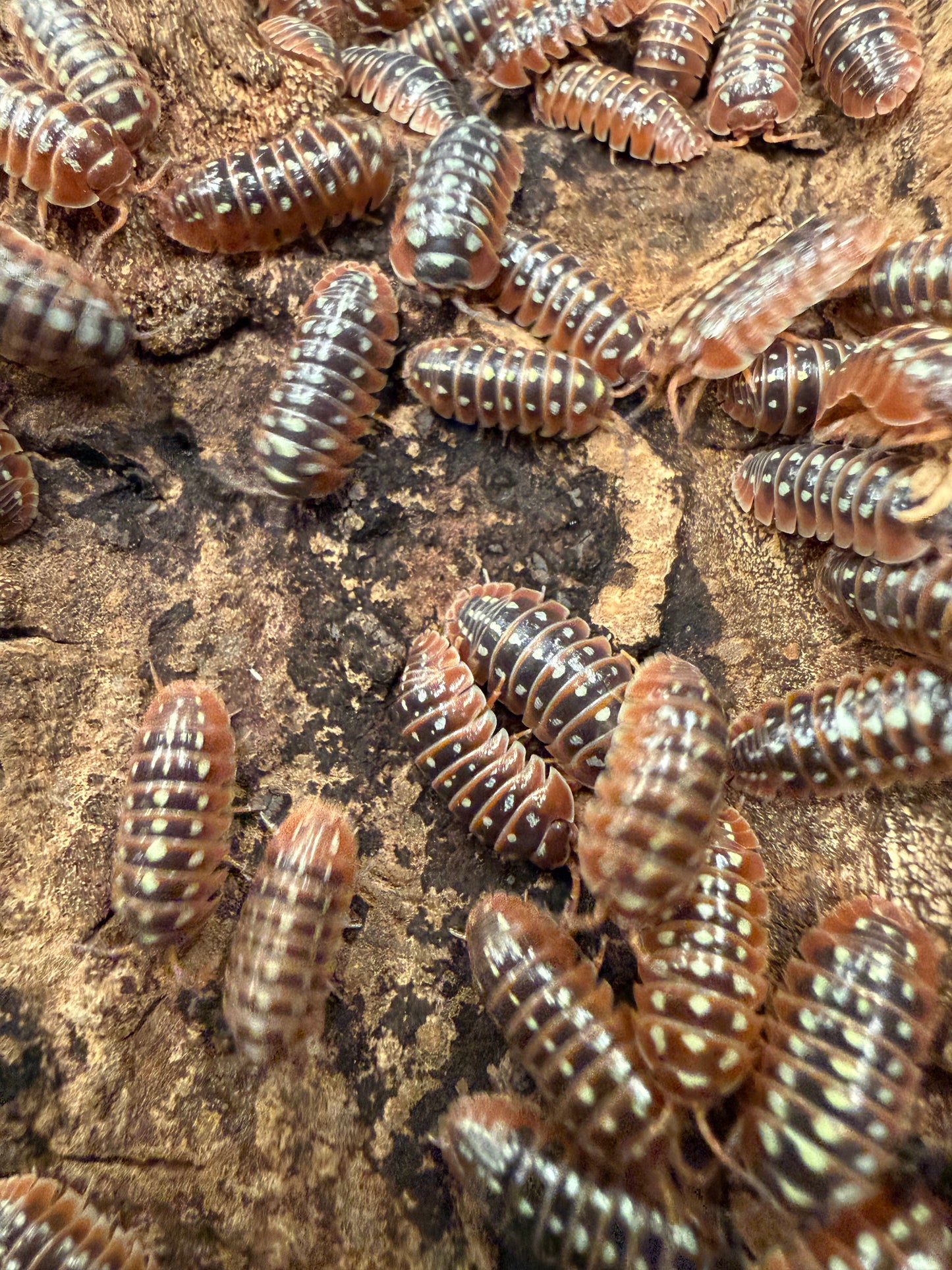 Armadillidium klugii "Dubrovnik" isopods (12+ count)