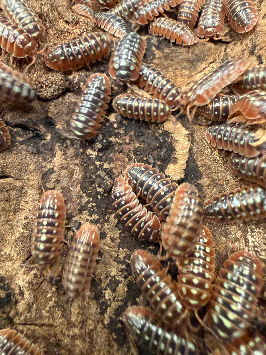 Armadillidium klugii "Dubrovnik" isopods (12+ count)