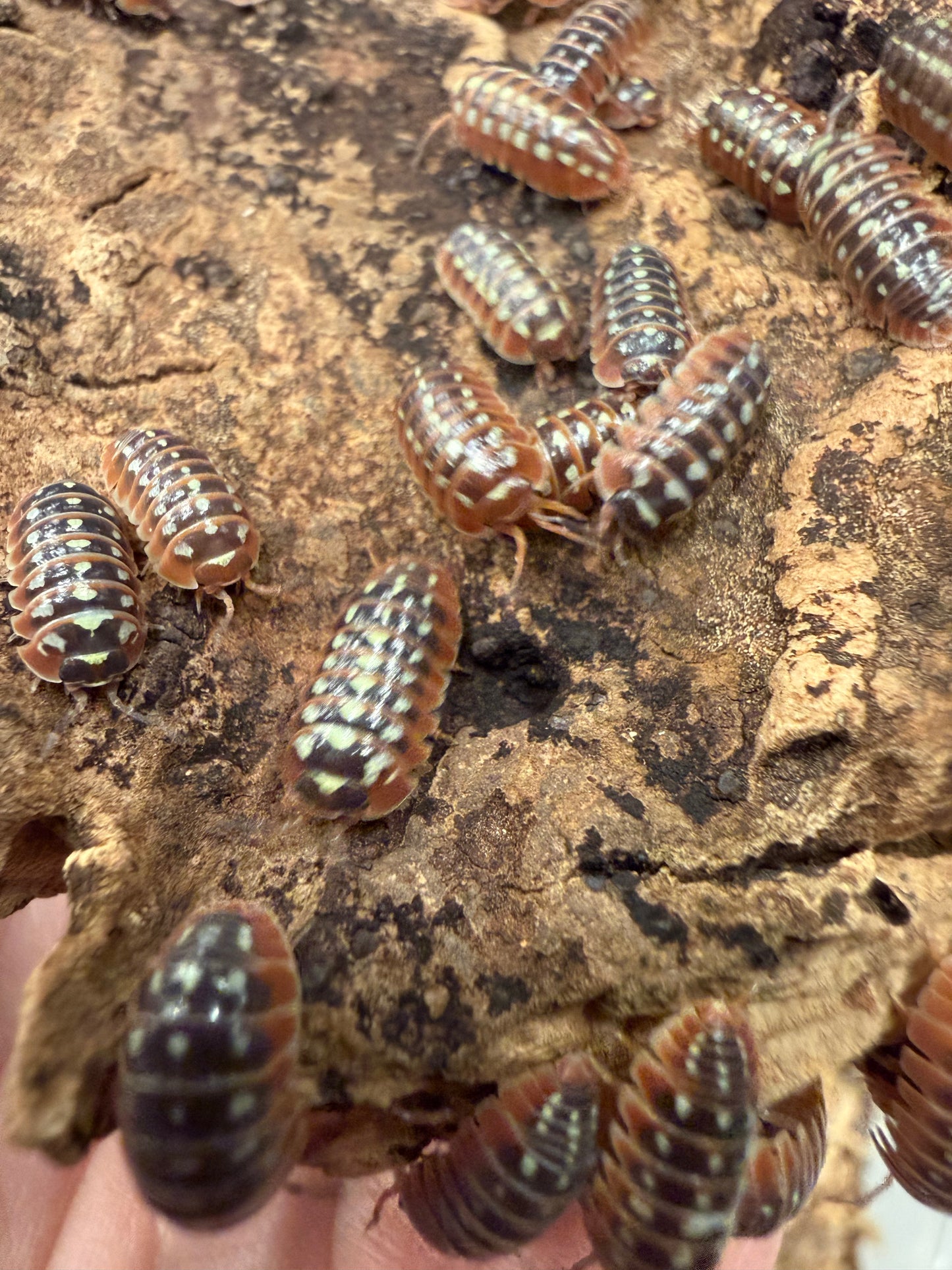 Armadillidium klugii "Dubrovnik" isopods (12+ count)