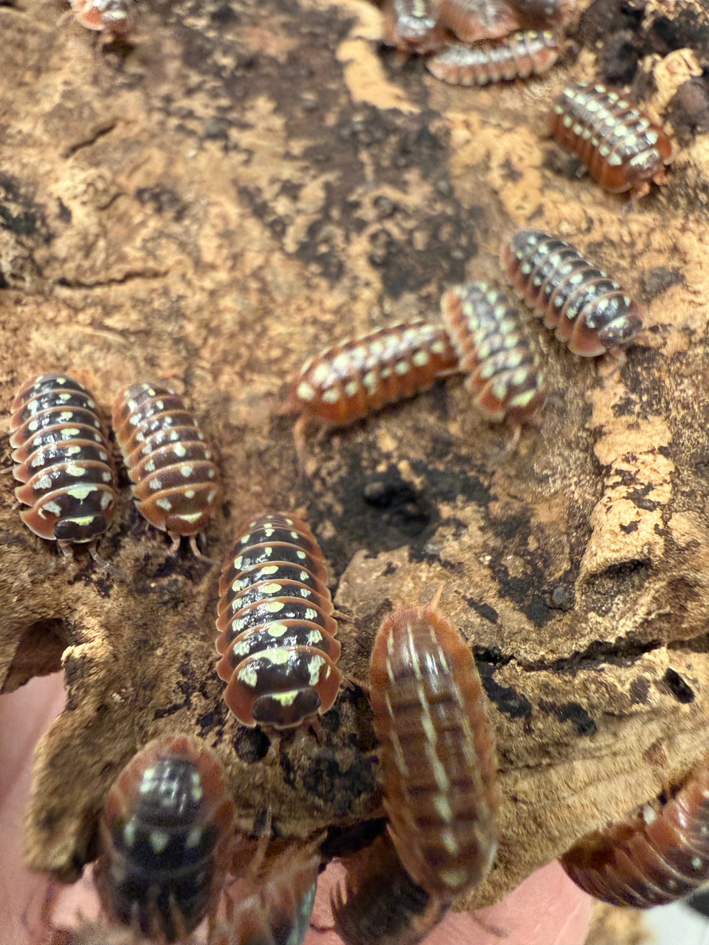 Armadillidium klugii "Dubrovnik" isopods (12+ count)