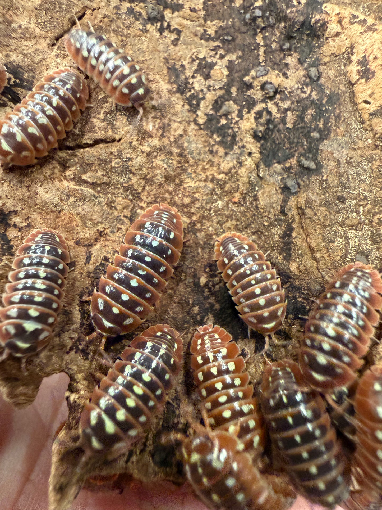 Armadillidium klugii "Dubrovnik" isopods (12+ count)