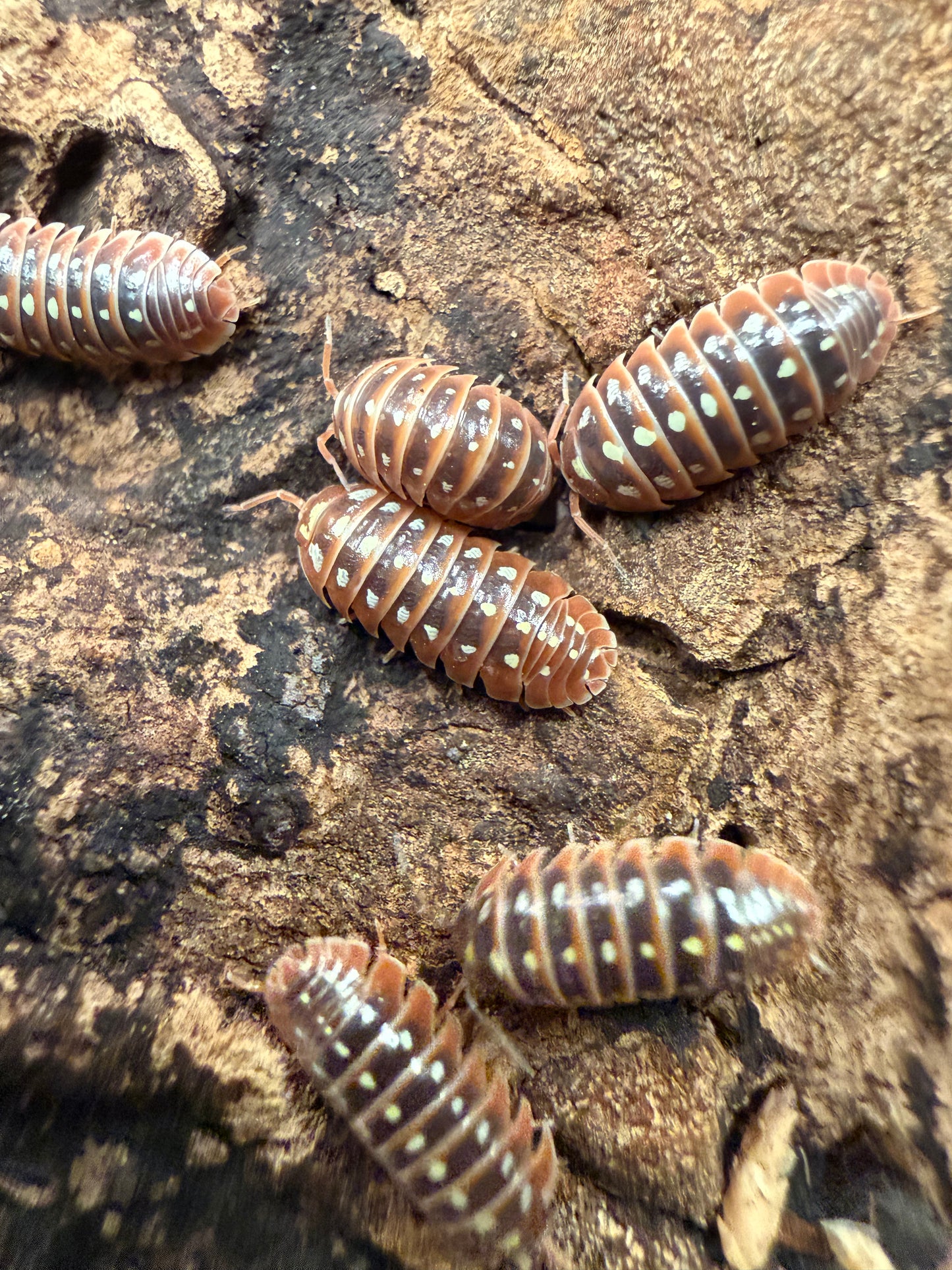 Armadillidium klugii "Dubrovnik" isopods (12+ count)