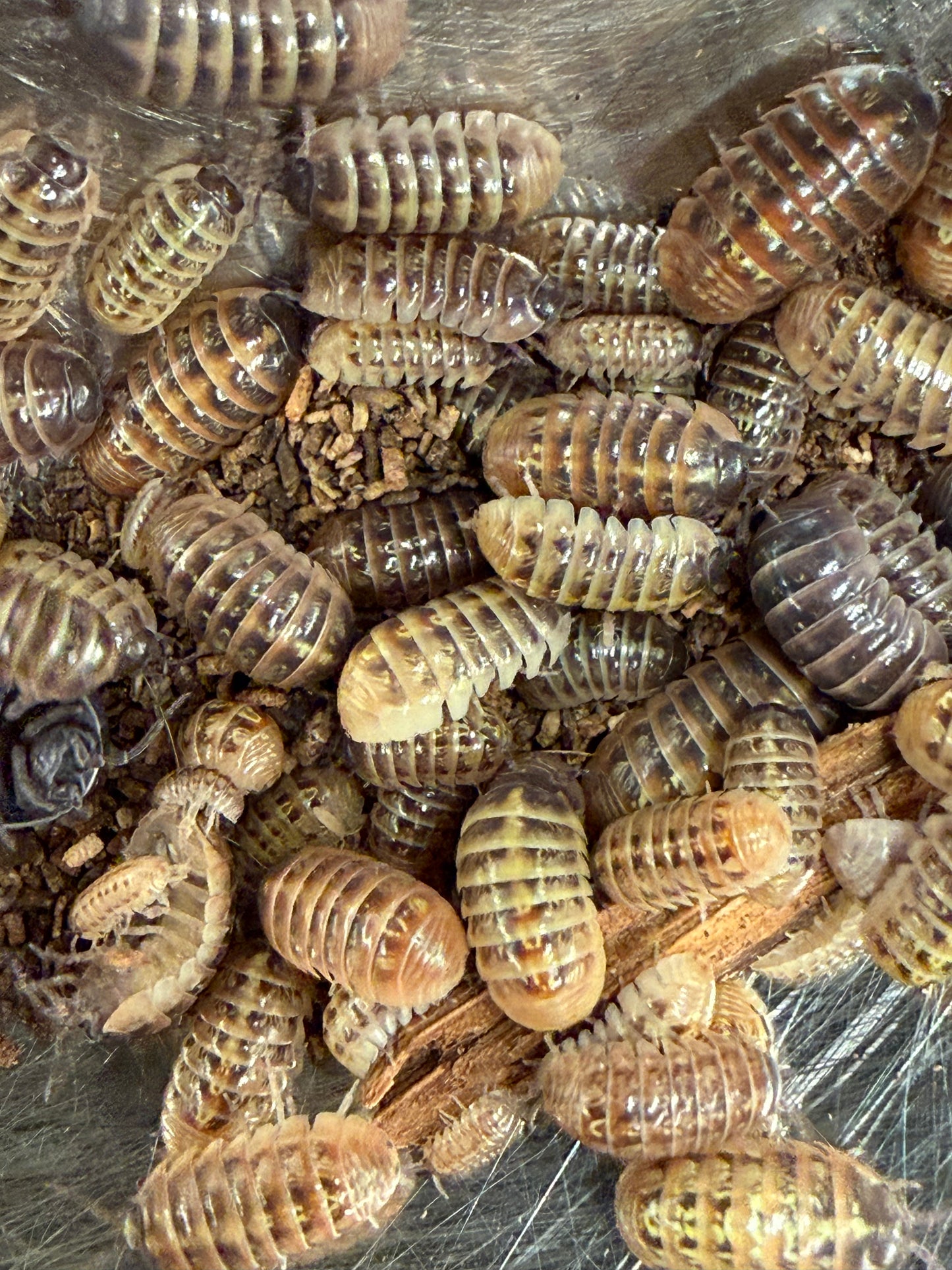 Armadillidium vulgare “Punta Canas” isopods (10+ count)