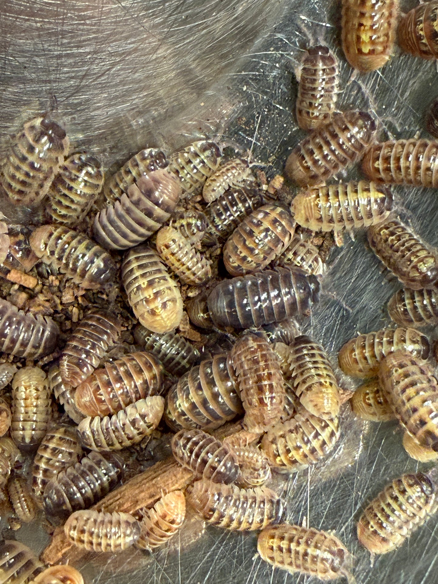 Armadillidium vulgare “Punta Canas” isopods (10+ count)