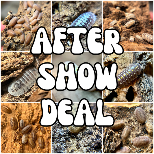 Armadillidium c.f. espanyoli "marbelized" isopods AFTER SHOW DEAL