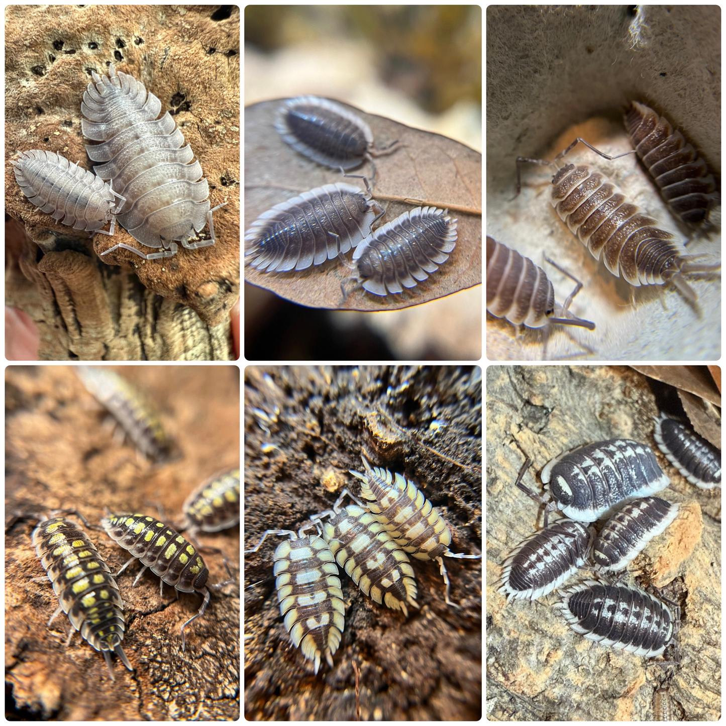 *BUNDLE SALE* Porcellio Special (expansus, hoffmannseggi, haasi “high yellow”, flavomarginatus, werneri, spatulatus)