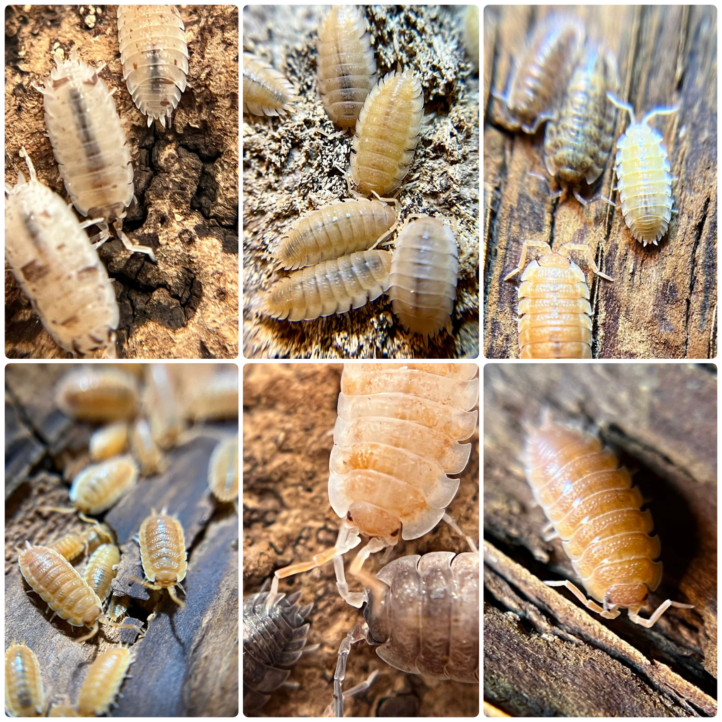 *BUNDLE SALE* Porcellio SCABER Special (Dalmatian, yellow snow, lottery mix, orange ember, koi, Spanish orange)